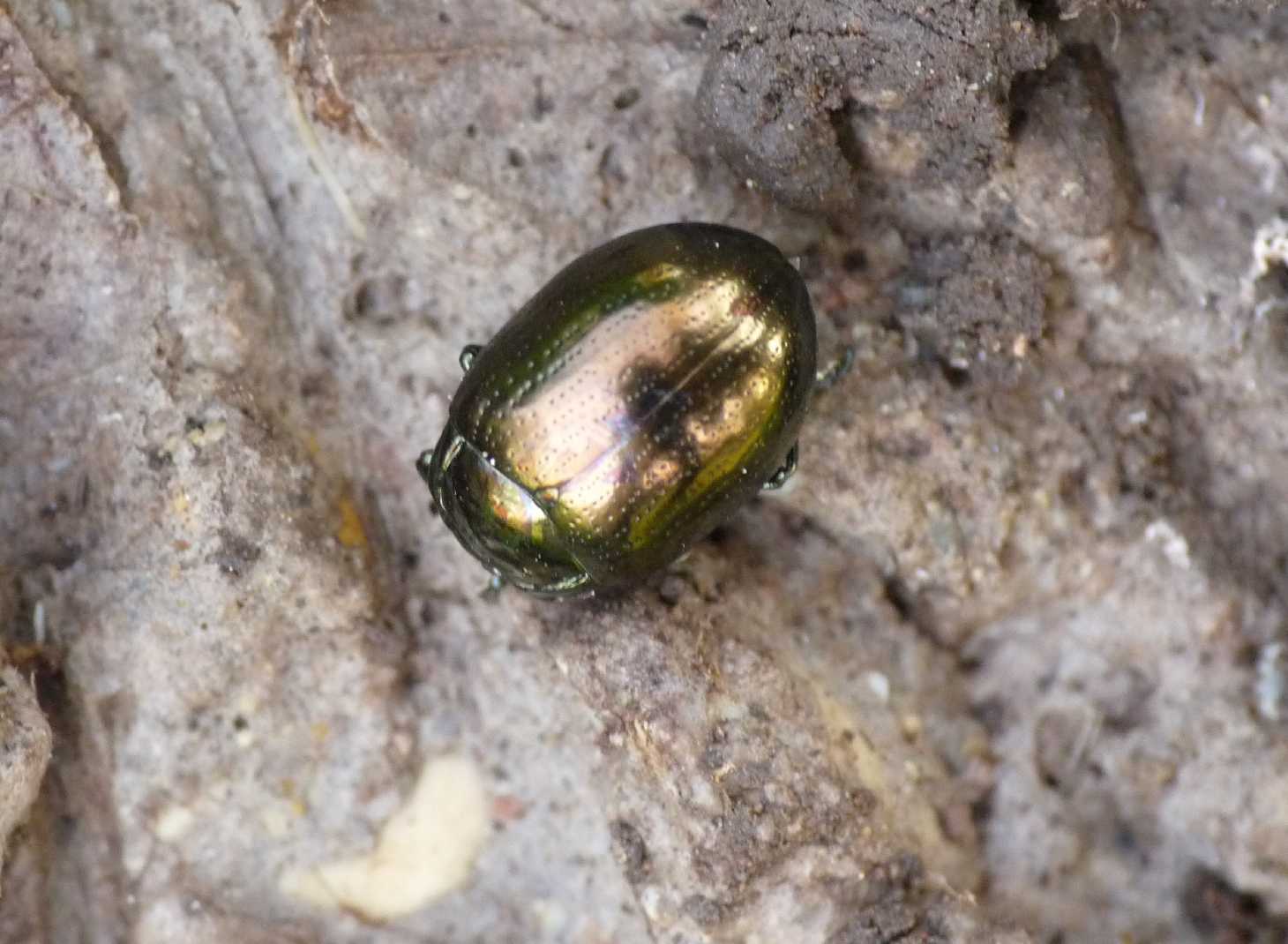 Chrysolina da determinare